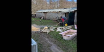 Καταστροφή στην Καστοριά – Πλημμύρες με απώλειες ζωικού κεφαλαίου