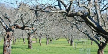 Εγκρίθηκαν οι αποζημιώσεις για το προανθικό του 2021- Σειρά πληρωμών για κεράσια, μήλα και άλλες καλλιέργειες στη Δυτική Μακεδονία