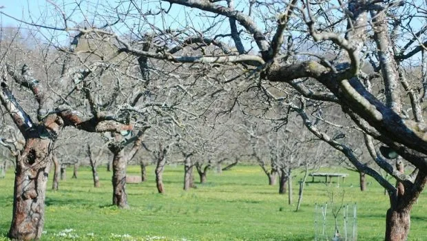 Εγκρίθηκαν οι αποζημιώσεις για το προανθικό του 2021- Σειρά πληρωμών για κεράσια, μήλα και άλλες καλλιέργειες στη Δυτική Μακεδονία
