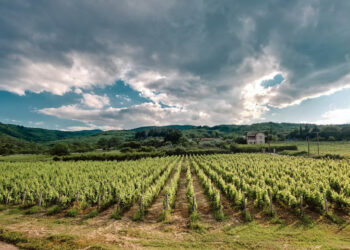 Ξινόμαυρο Νάουσας: Από την Καλιφόρνια στο Παρίσι και σε celebrated 3 αστέρων εστιατόρια Michelin
