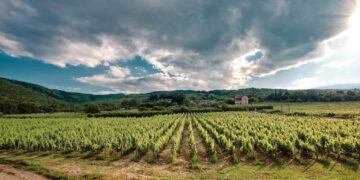 Ξινόμαυρο Νάουσας: Από την Καλιφόρνια στο Παρίσι και σε celebrated 3 αστέρων εστιατόρια Michelin