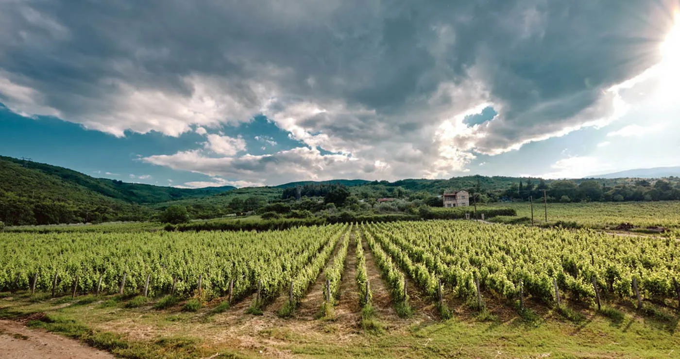 Ξινόμαυρο Νάουσας: Από την Καλιφόρνια στο Παρίσι και σε celebrated 3 αστέρων εστιατόρια Michelin