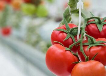 Επίσημο: Η μεγάλη επένδυση της Wonderplant οριστικά στη Δυτ. Μακεδονία -Εκδόθηκε η επίσημη Πρόσκληση χρηματοδότησης 63,6 εκ. ευρώ από την ΕΥΔΑΜ