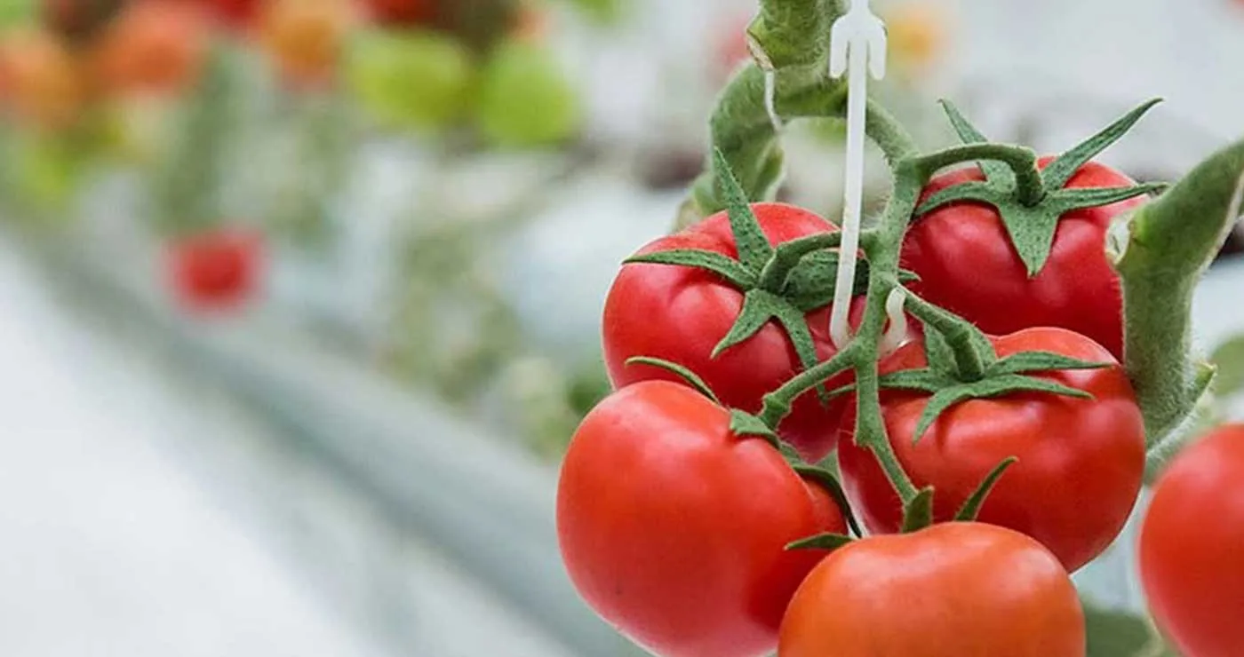 Επίσημο: Η μεγάλη επένδυση της Wonderplant οριστικά στη Δυτ. Μακεδονία -Εκδόθηκε η επίσημη Πρόσκληση χρηματοδότησης 63,6 εκ. ευρώ από την ΕΥΔΑΜ