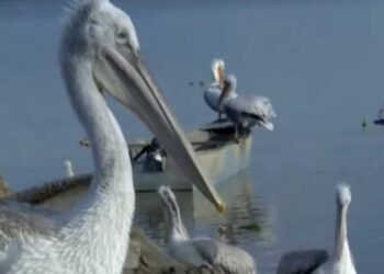 Επέστρεψε στις Πρέσπες για τέταρτη χρονιά ο «Τέο» ο πελεκάνος
