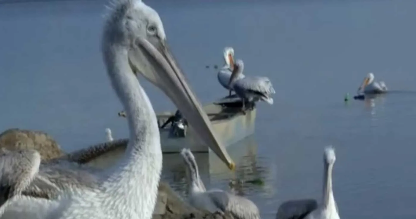 Επέστρεψε στις Πρέσπες για τέταρτη χρονιά ο «Τέο» ο πελεκάνος