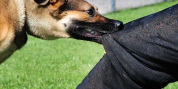 Πτολεμαΐδα: Αδέσποτο σκυλί επιτέθηκε και δάγκωσε πεζό στο κέντρο της πόλης