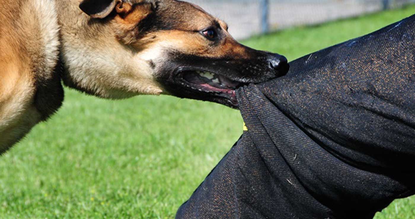 Πτολεμαΐδα: Αδέσποτο σκυλί επιτέθηκε και δάγκωσε πεζό στο κέντρο της πόλης