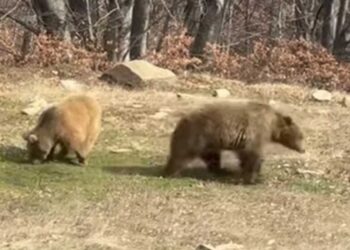 Νυμφαίο: Ξύπνησαν από τον χειμέριο λήθαργο οι αρκούδες του Αρκτούρου, με διάθεση για παιχνίδι (video)