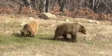 Νυμφαίο: Ξύπνησαν από τον χειμέριο λήθαργο οι αρκούδες του Αρκτούρου, με διάθεση για παιχνίδι (video)