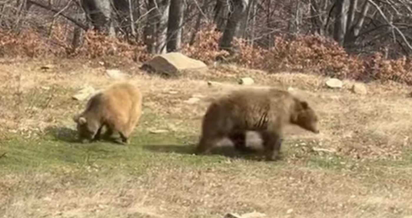 Νυμφαίο: Ξύπνησαν από τον χειμέριο λήθαργο οι αρκούδες του Αρκτούρου, με διάθεση για παιχνίδι (video)