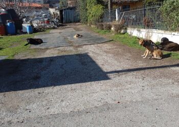 Τα αδέσποτα «περικυκλώνουν» την πόλη και τα χωριά στο Δήμο Κοζάνης