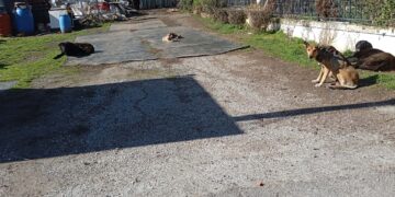 Τα αδέσποτα «περικυκλώνουν» την πόλη και τα χωριά στο Δήμο Κοζάνης