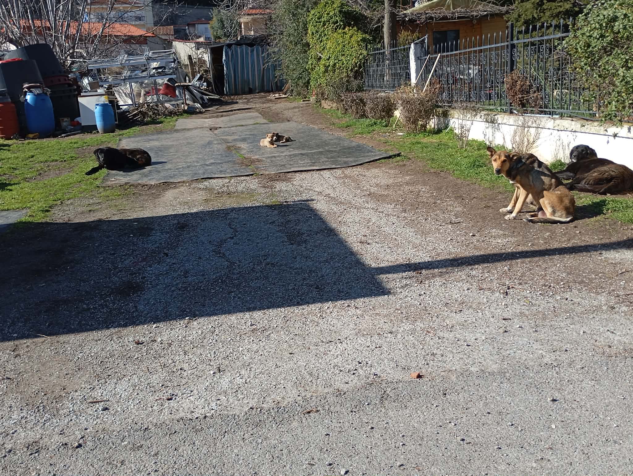 Τα αδέσποτα «περικυκλώνουν» την πόλη και τα χωριά στο Δήμο Κοζάνης