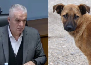 Σχεδόν 100.000 ευρώ για τα αδέσποτα στον Δήμο Αμυνταίου – 13 επιθέσεις το 2025, το 2ο συχνότερο είδος καταγεγραμμένων συμβάντων στον Δήμο