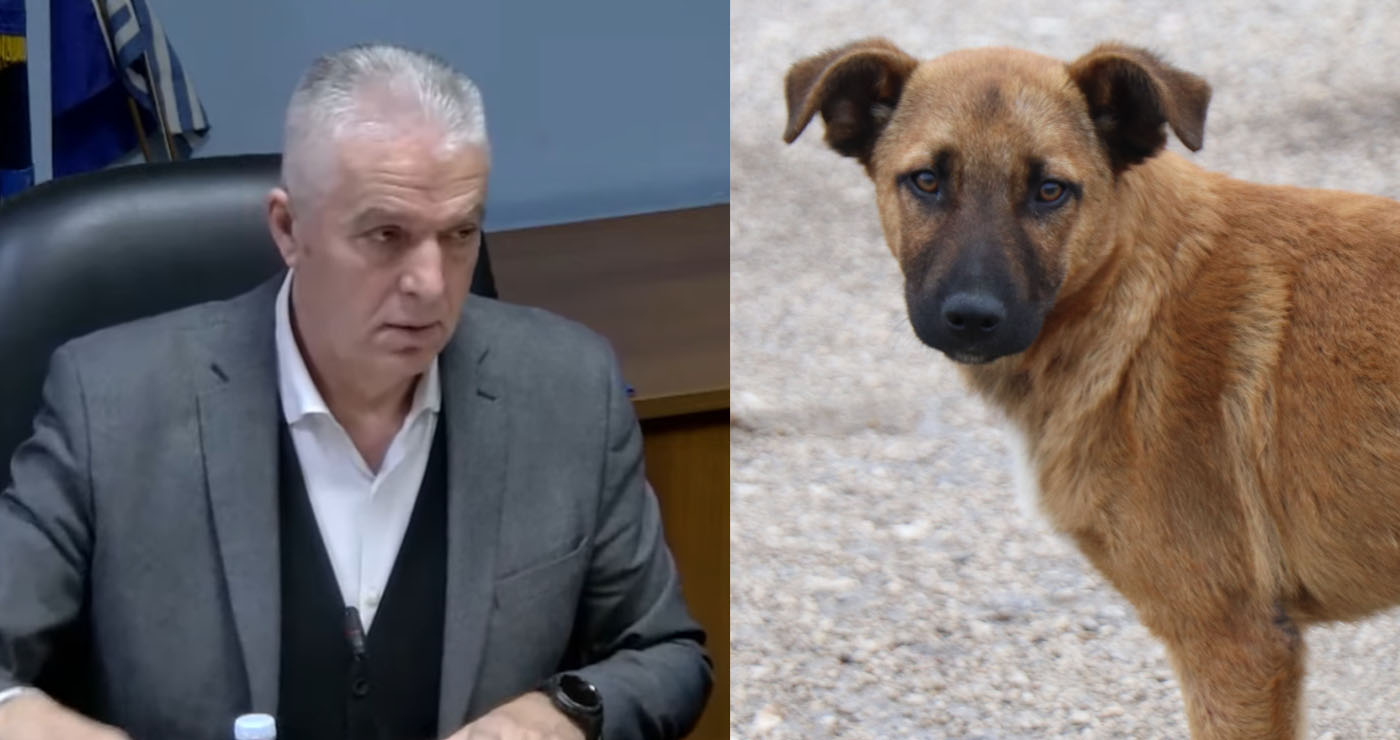 Σχεδόν 100.000 ευρώ για τα αδέσποτα στον Δήμο Αμυνταίου – 13 επιθέσεις το 2025, το 2ο συχνότερο είδος καταγεγραμμένων συμβάντων στον Δήμο