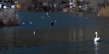 Καστοριά: Σε πολύ υψηλά επίπεδα η στάθμη της λίμνης – Άνοιξαν το θυρόφραγμα (video)