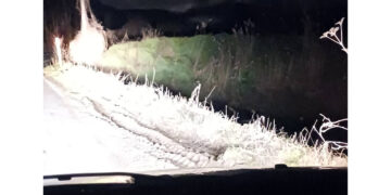 Αρκούδα έριξε τα κάγκελα στη γέφυρα στο δρόμο Πτολεμαΐδας – Γαλάτειας – Προσοχή στη διέλευση