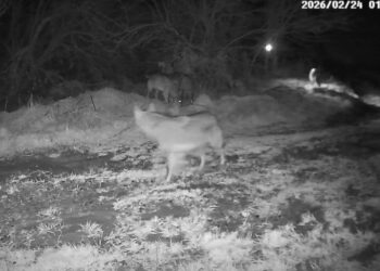 Αγέλη λύκων βγήκε βόλτα στα ημιορεινά των Γρεβενών (Βίντεο)