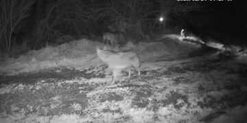 Αγέλη λύκων βγήκε βόλτα στα ημιορεινά των Γρεβενών (Βίντεο)