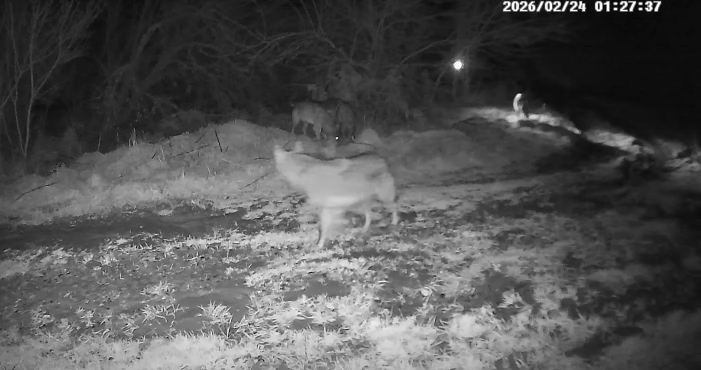 Αγέλη λύκων βγήκε βόλτα στα ημιορεινά των Γρεβενών (Βίντεο)