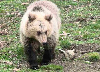 Θετικά νέα για την Κίρκη: Μεγαλώνει άγρια και υγιής – Ενθαρρυντικά στοιχεία από τον Αρκτούρο