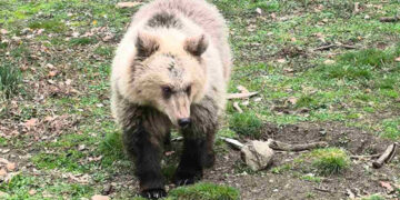 Θετικά νέα για την Κίρκη: Μεγαλώνει άγρια και υγιής – Ενθαρρυντικά στοιχεία από τον Αρκτούρο