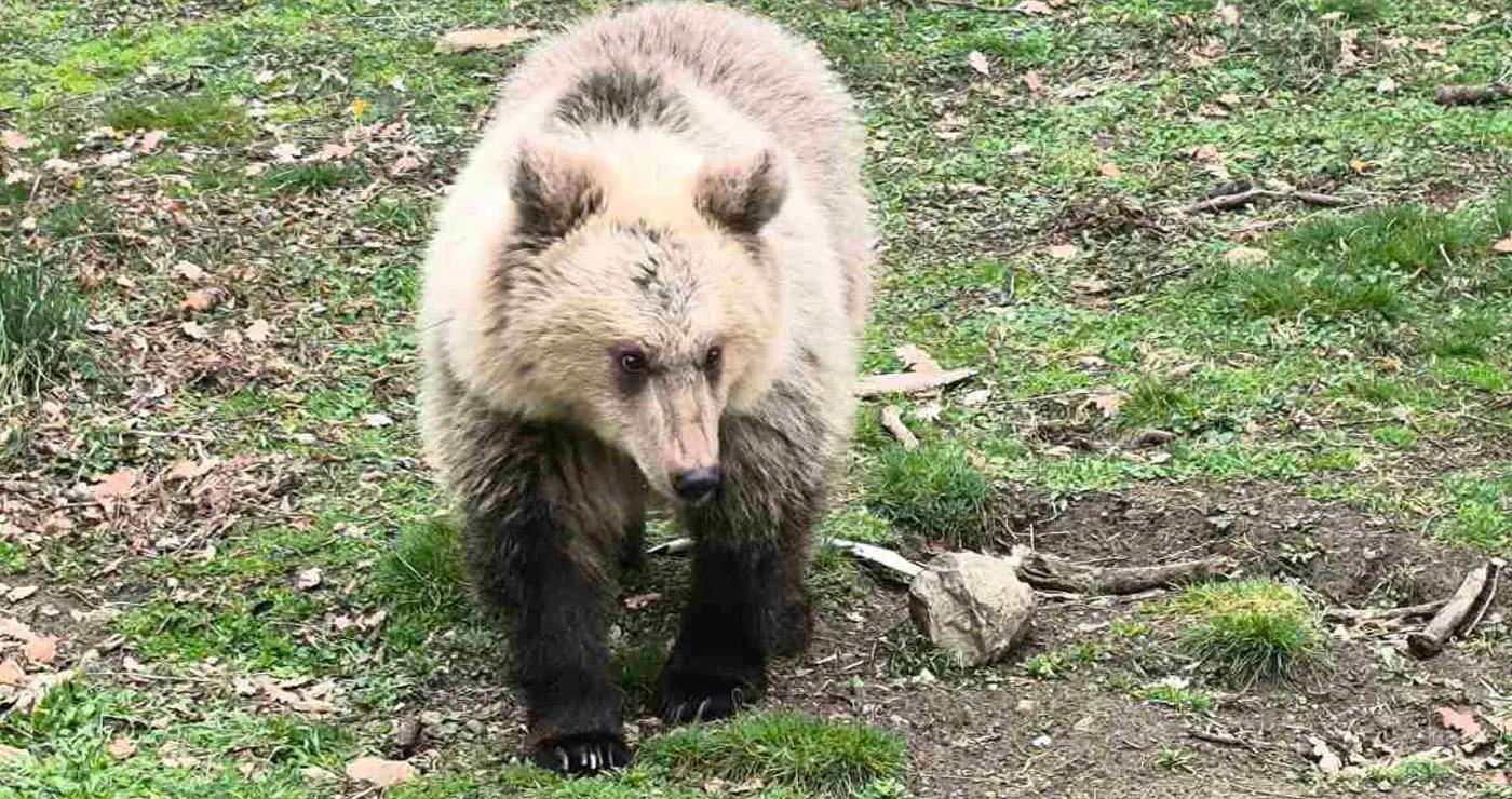 Θετικά νέα για την Κίρκη: Μεγαλώνει άγρια και υγιής – Ενθαρρυντικά στοιχεία από τον Αρκτούρο