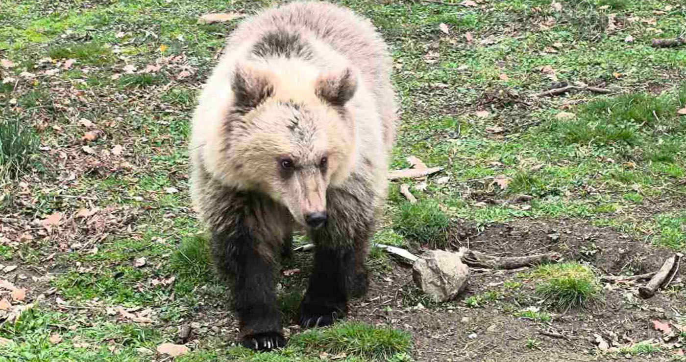 Θετικά νέα για την Κίρκη: Μεγαλώνει άγρια και υγιής – Ενθαρρυντικά στοιχεία από τον Αρκτούρο