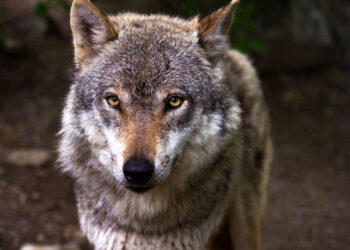 Τι κάνετε αν έρθετε αντιμέτωποι με λύκο