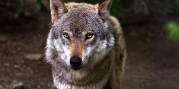 Τι κάνετε αν έρθετε αντιμέτωποι με λύκο