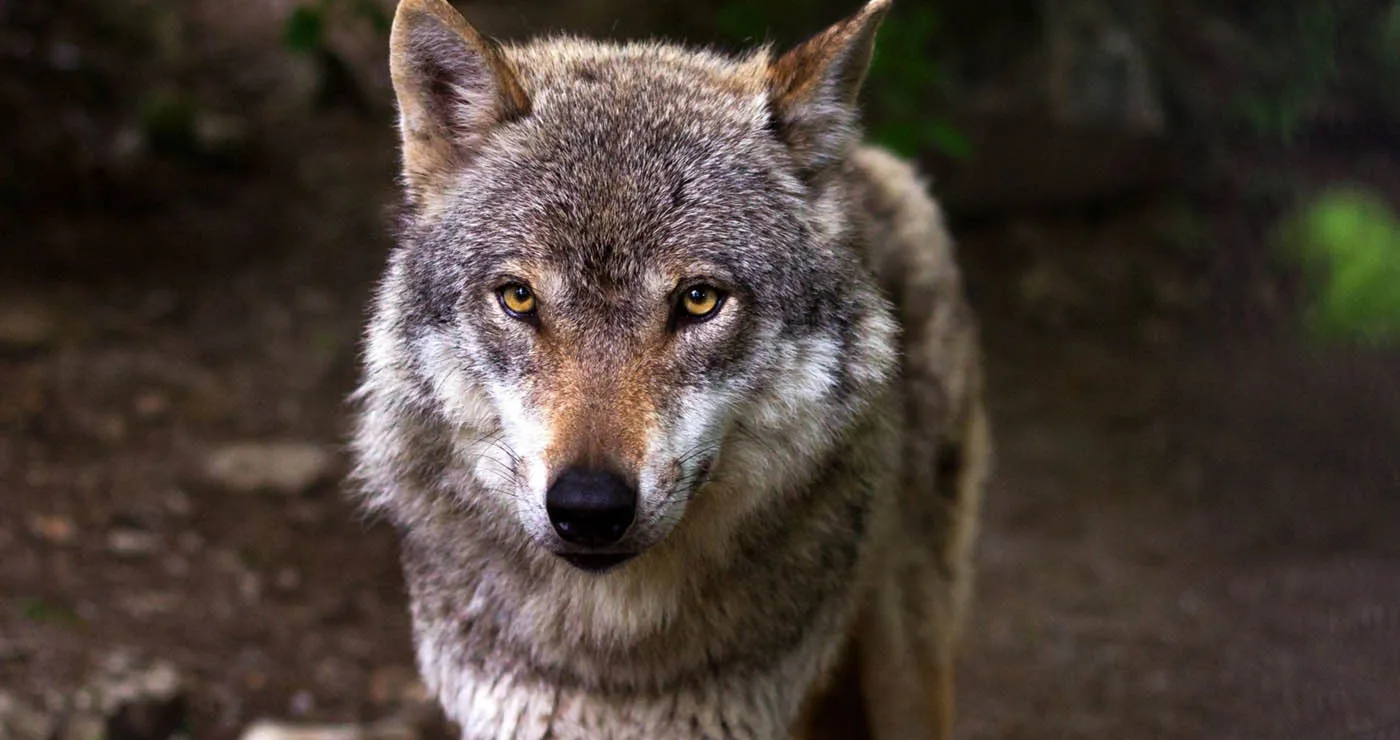 Τι κάνετε αν έρθετε αντιμέτωποι με λύκο