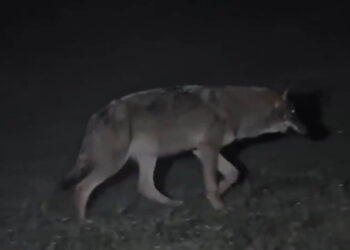 Επίθεση λύκου στην Πάρνηθα: «Ξέφυγα με σκισμένα ρούχα», είπε περιπατητής