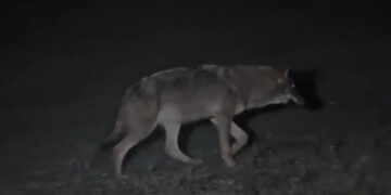 Επίθεση λύκου στην Πάρνηθα: «Ξέφυγα με σκισμένα ρούχα», είπε περιπατητής