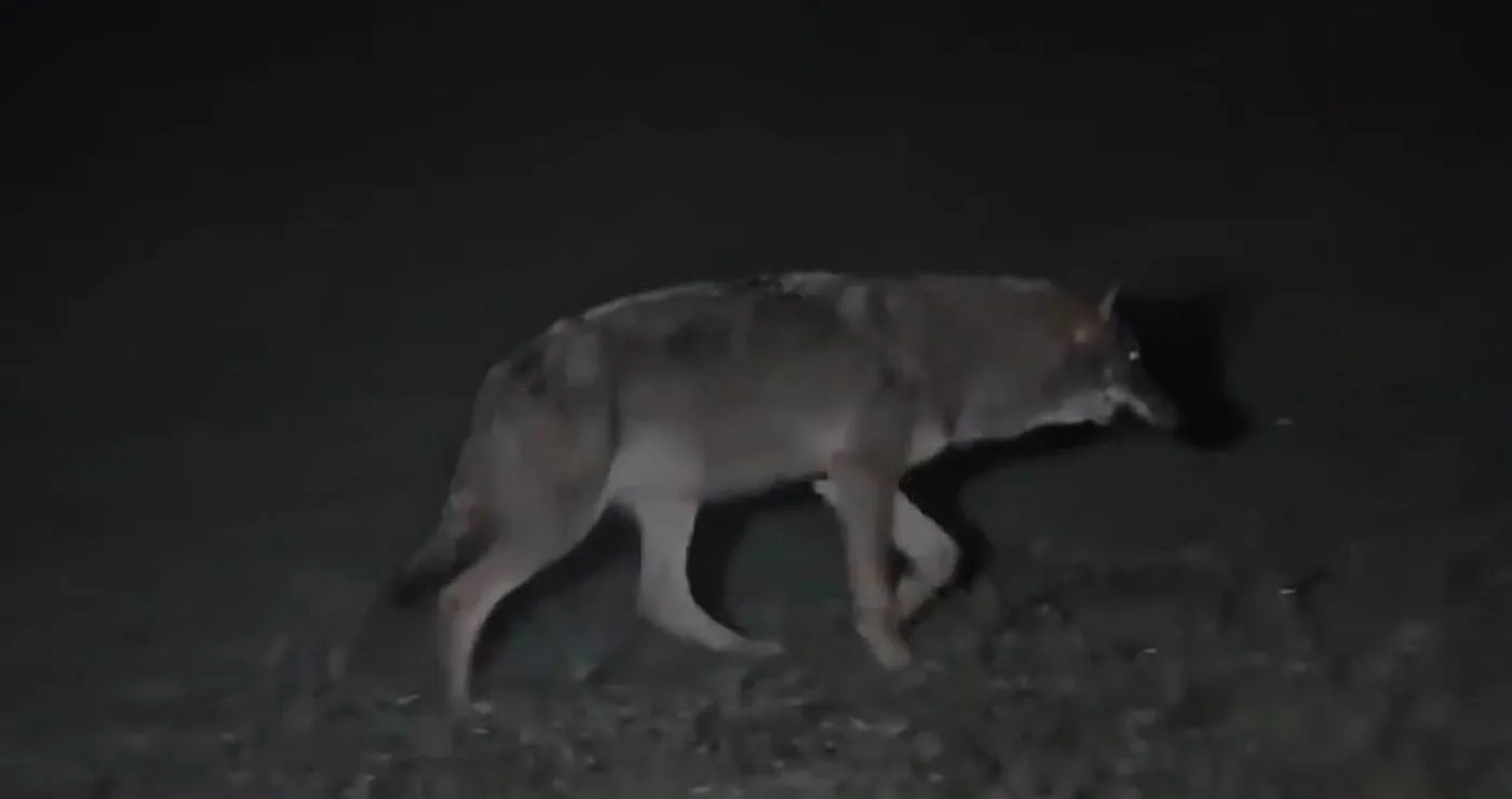 Επίθεση λύκου στην Πάρνηθα: «Ξέφυγα με σκισμένα ρούχα», είπε περιπατητής