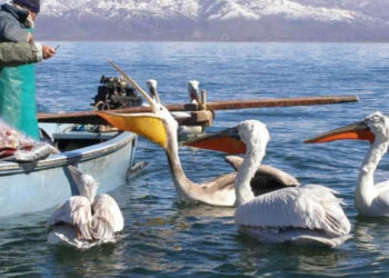 Μετά από χρόνια λειψυδρίας, η Πρέσπα ανεβαίνει 1 μέτρο: «Χρειάζεται ακόμη περισσότερο για τα ψάρια»