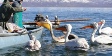 Μετά από χρόνια λειψυδρίας, η Πρέσπα ανεβαίνει 1 μέτρο: «Χρειάζεται ακόμη περισσότερο για τα ψάρια»