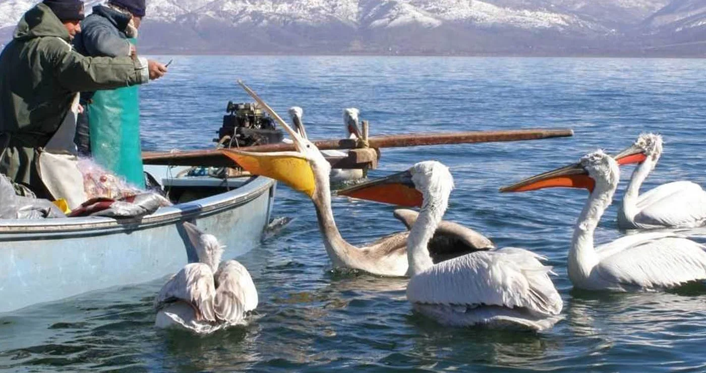 Μετά από χρόνια λειψυδρίας, η Πρέσπα ανεβαίνει 1 μέτρο: «Χρειάζεται ακόμη περισσότερο για τα ψάρια»