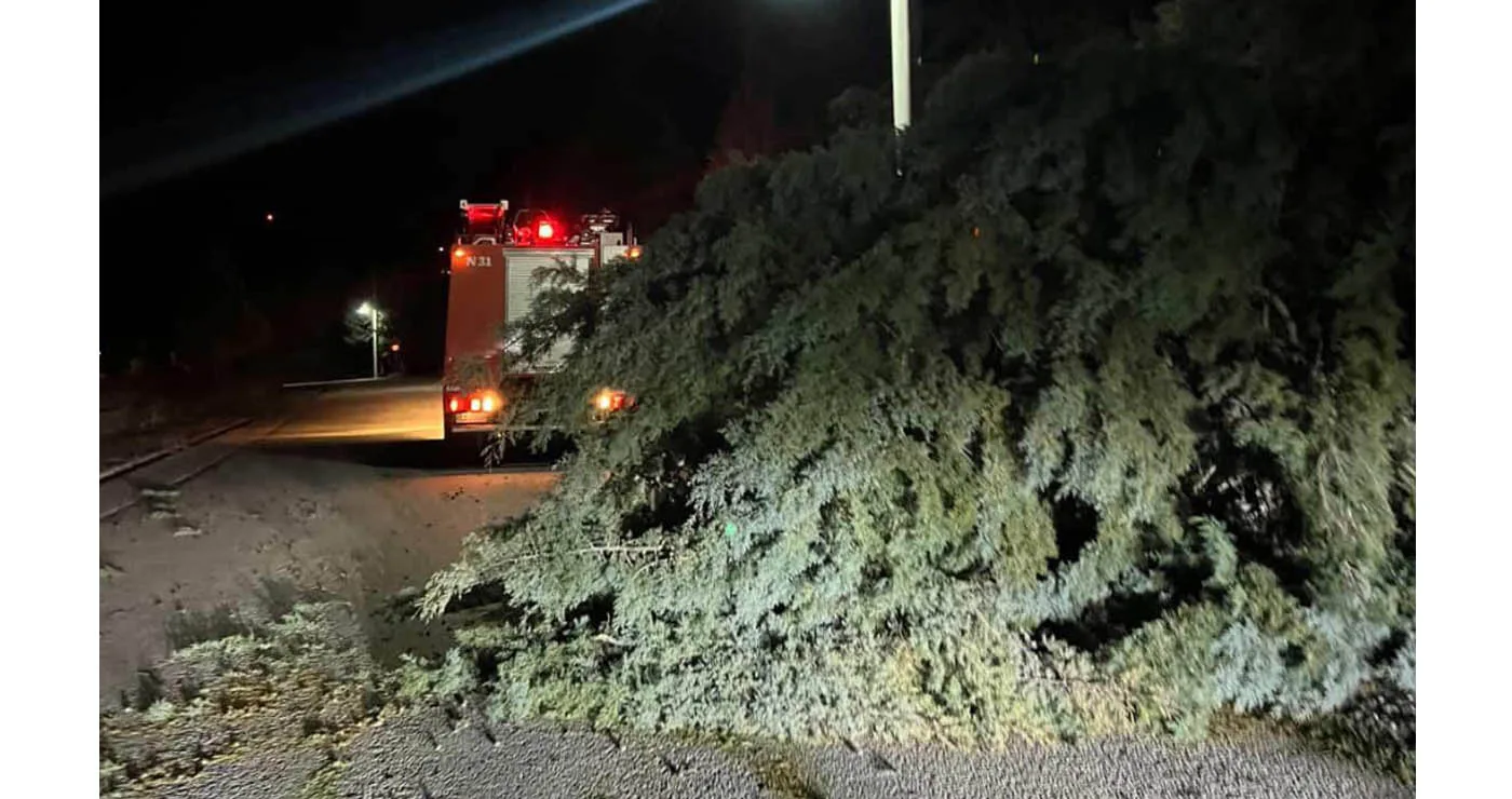 Δέντρα έπεσαν από τους ισχυρούς ανέμους στη Χαραυγή κλείνοντας το δρόμο – Επενέβη η Πυροσβεστική