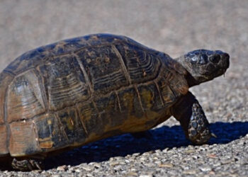 Θηλυκές χελώνες στη Μεγάλη Πρέσπα πέφτουν από γκρεμούς λόγω της επιθετικότητας των αρσενικών