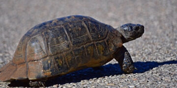 Θηλυκές χελώνες στη Μεγάλη Πρέσπα πέφτουν από γκρεμούς λόγω της επιθετικότητας των αρσενικών