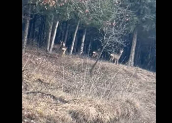 Οικογένεια ελαφιών στο δάσος Κουρί της Πτολεμαΐδας