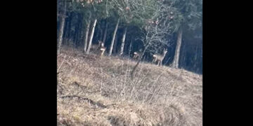 Οικογένεια ελαφιών στο δάσος Κουρί της Πτολεμαΐδας