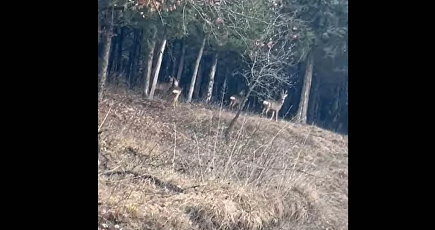 Οικογένεια ελαφιών στο δάσος Κουρί της Πτολεμαΐδας