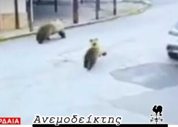 Αποκτήσαμε και… αρκουδοδρομίες τώρα; – Μ’ ένα σμπάρο, δύο… τρυγόνια! – Ο ΑΝΕΜΟΔΕΙΚΤΗΣ σχολιάζει
