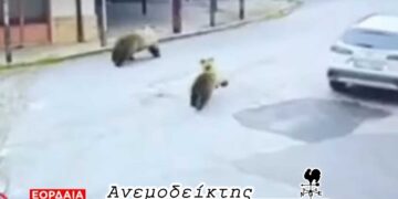 Αποκτήσαμε και… αρκουδοδρομίες τώρα; – Μ’ ένα σμπάρο, δύο… τρυγόνια! – Ο ΑΝΕΜΟΔΕΙΚΤΗΣ σχολιάζει