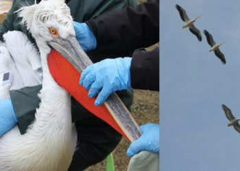 Επιστροφή αργυροπελεκάνων στις Πρέσπες: Πυκνή κίνηση στον «αεροδιάδρομο» Κερκίνης – Πρέσπας