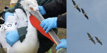 Επιστροφή αργυροπελεκάνων στις Πρέσπες: Πυκνή κίνηση στον «αεροδιάδρομο» Κερκίνης – Πρέσπας