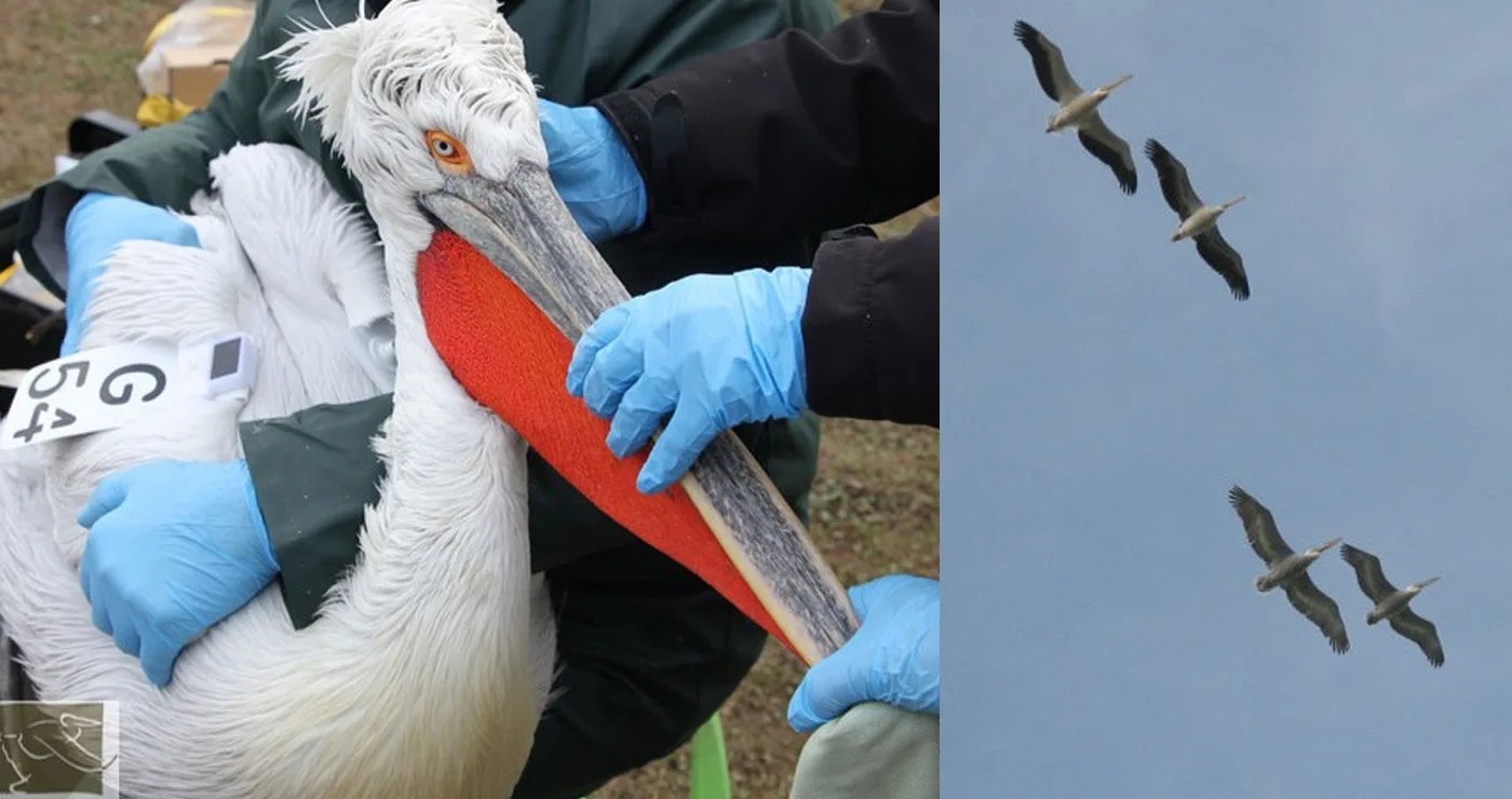 Επιστροφή αργυροπελεκάνων στις Πρέσπες: Πυκνή κίνηση στον «αεροδιάδρομο» Κερκίνης – Πρέσπας