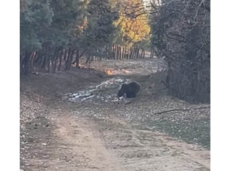 Αρκούδα έκανε την πρωινή της βόλτα στο Κουρί Πτολεμαΐδας (Βίντεο)